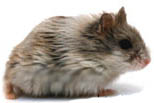 Русский карликовый хомяк. Фотография сделана Lorraine Hill. http://www.petwebsite.com/hamsters.asp