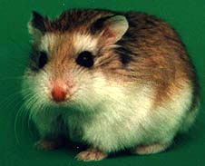 Хомяк Роборовского. Фотография сделана Lorraine Hill. http://www.petwebsite.com/hamsters.asp